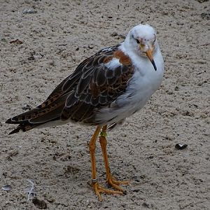Ruff (Calidris pugnax) (07/22)