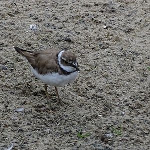 Northern Little ringed plover (Charadrius dubius curonicus) (07/22)