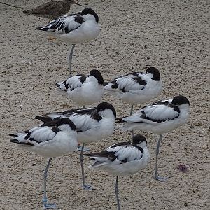 Pied avocet (Recurvirostra avosetta) (07/22)