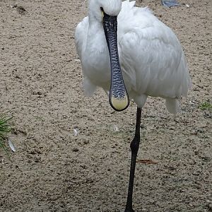 Eurasian Spoonbill (Platalea leucorodia) (07/22)