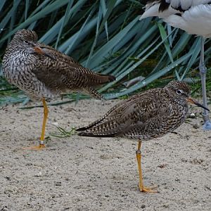 Common redshank (Tringa totanus) (07/22)