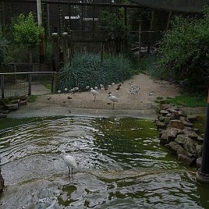 Aviary for European wading birds (07/22)