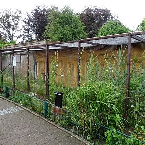 Enclosure for burrowing owl (07/22)