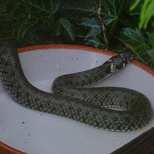 European grass snake (Natrix natrix) (07/22)