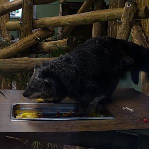 Malayan binturong (Arctictis binturong binturong) (07/22)