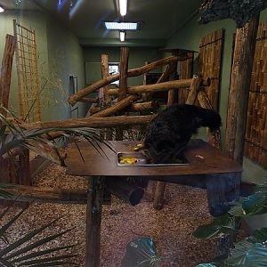 Indoor enclosure for binturong (07/22)