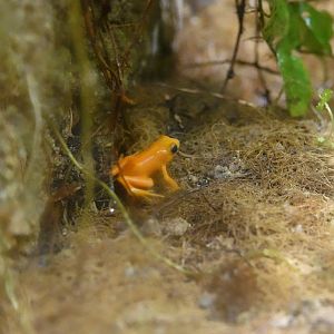 Golden mantella