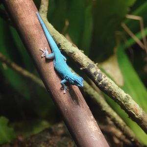 William's electric blue gecko