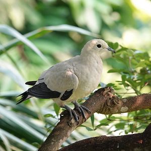 Pied Imperial-Pigeon