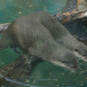 Asian small-clawed otter (Aonyx cinerea) (07/22)