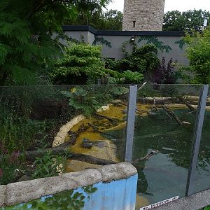 Enclosure for small-clawed otters (07/22)