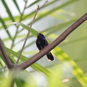Blue-backed grassquit
