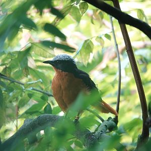 Snowy-crowned robin-chat
