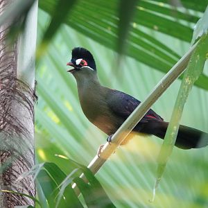 Hartlaub's turaco