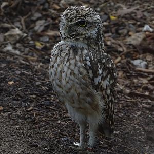 Burrowing owl (Athene cunicularia) (07/22)
