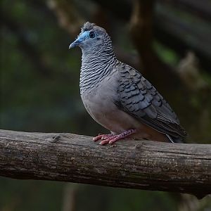 Peaceful dove (Geopelia placida) (07/22)