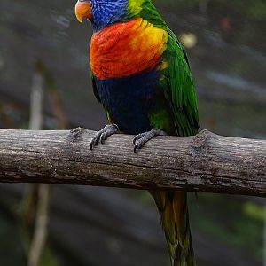 Rainbow lorikeet (Trichoglossus moluccanus) (07/22)