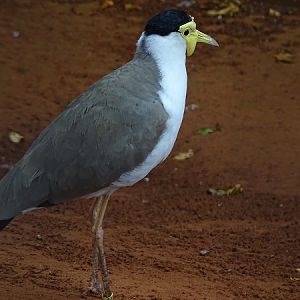 Masked lapwing (Vanellus miles) (07/22)