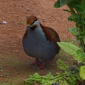 Brush bronzewing (Phaps elegans) (07/22)