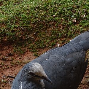 Wonga pigeon (Leucosarcia melanoleuca) (07/22)