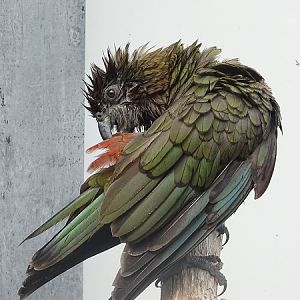 Kea (Nestor notabilis) (07/22)