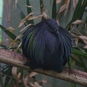 Nicobar pigeon (Caloenas nicobarica) (07/22)