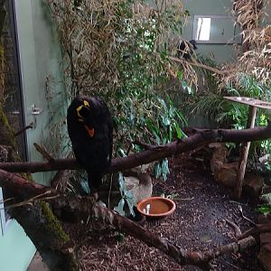 Indoor enclosure for Nicobar pigeons, roulrouls and hill mynahs (07/22)