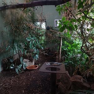 Indoor enclosure for Nicobar pigeons, roulrouls and hill mynahs (07/22)