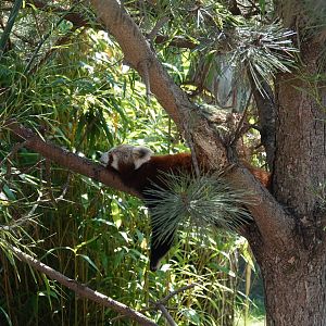 Nepalese red panda