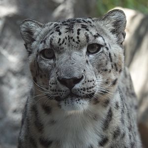 Snow leopard