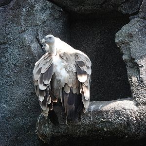 Griffon vulture
