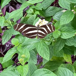 Butterfly for ID - Lakeland Wildlife Oasis, Milnthorpe, UK