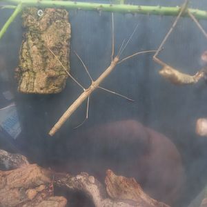 Stick Insect for ID - Lakeland Wildlife Oasis, Milnthorpe, UK