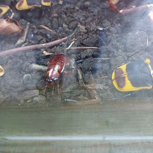 Insect for ID - Lakeland Wildlife Oasis, Milnthorpe, UK