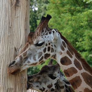 Rothschild's giraffe