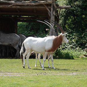 Scimitar-horned oryx