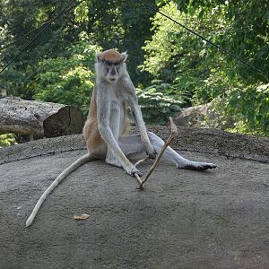 Patas monkey
