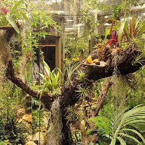 New invertebrate house, Butterfly farm