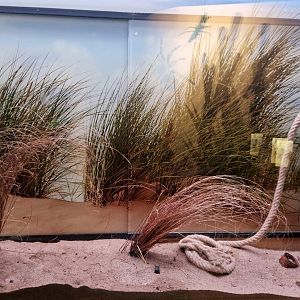 Invertebrate house, Locust exhibit