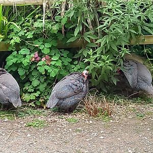 Helmeted Guineafowl