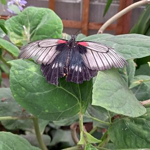 Scarlet Swallowtail (I think)