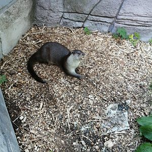 Common otter (Lutra lutra)