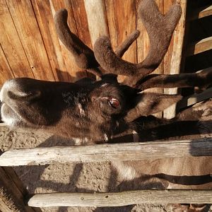 Mountain reindeer (Rangifer tarandus tarandus)
