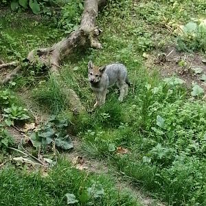Eurasian wolf pup (Canis lupus lupus)