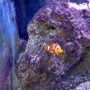Clownfish