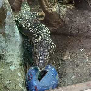 Black and White Tegu