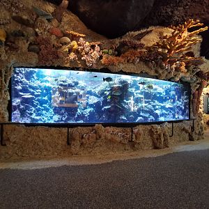 The larger coral reef tank