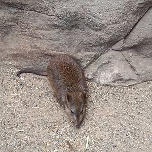 Potoroo