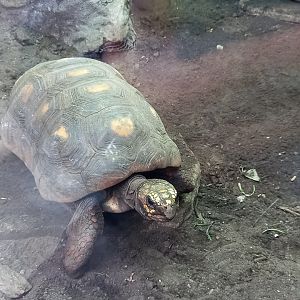 Red-footed Tortoise