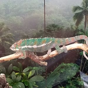 Panther Chameleon